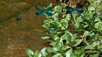 Slow motion clip of three male Beautiful demoiselles (Calopteryx virgo) flying over a rivulet, Bavaria, Germany, July.