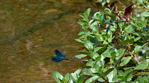 Slow motion clip of three male Beautiful demoiselles (Calopteryx virgo) flying over a rivulet, Bavaria, Germany, July.
