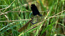 Slow motion clip of a pair of Beautiful demoiselles (Calopteryx virgo) mating and laying eggs, before taking off, Bavaria, Germany, July.