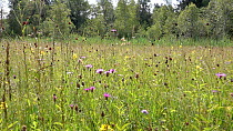 Tracking shot looking over a meadow, with Great burnet (Sanguisorba officinalis) and Brown knapweed (Centaurea jacea) in flower, Bavaria, Germany, July.