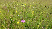 Tracking shot looking over a meadow, with Great burnet (Sanguisorba officinalis) and Garden loosestrife (Lysimachia vulgaris) in flower, Bavaria, Germany, July.