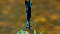 Slow motion clip of a male Beautiful demoiselle (Calopteryx virgo) opening wings, Bavaria, Germany, July.