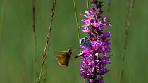 Slow motion clip of a Blue butterfly (Lycaenidae) flying and nectaring on Purple loosestrife (Lythrum salicaria), disturbed by a Skipper (Thymelicus), Bavaria, Germany, July.