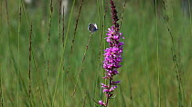 Slow motion clip of a Blue butterfly (Lycaenidae) flying and nectaring on Purple loosestrife (Lythrum salicaria), Bavaria, Germany, July.