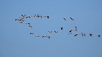Slow motion clip of a flock of Comon cranes (Grus grus) in flight, Mecklenburg Western Pomerania, Germany, September.