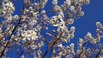 Panning shot of a Serviceberry tree (Amelanchier ovalis) in blossom, Bavaria, Germany, April.