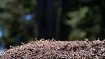 Slow motion clip of Wood ants (Formica rufa) on anthill, squirting formic acid to repel threat, Bavaria, Germany, April.
