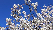 Serviceberry tree (Amelanchier ovalis) in blossom, moving in the wind, Bavaria, Germany, April.