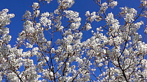 Serviceberry tree (Amelanchier ovalis) in blossom, moving in the wind, Bavaria, Germany, April.
