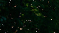 Slow motion clip of Mayflies (Ephemeroptera) swarming, Bavaria, Germany, May.