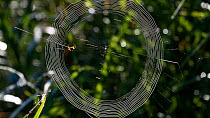 Timelapse of a female Garden spider (Araneus diadematus) spinning web, Bavaria, Germany, September.