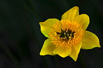 Marsh marigold (Caltha palustris) flower. Dorset, UK May.