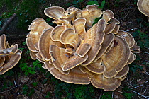 Fruiting body of giant Polypore fungus (Meripilus giganteus) Dorset, England, UK. August.