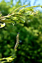Box tree moth (Cydalima perspectalis) caterpillar hanging from Box (Buxus sp) leaves. Native to East Asia. Invasive species in Europe.