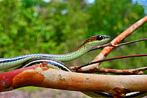 Striped bronzeback snake (Dendrelaphis caudolineatus) on branch. Native to South East Asia. Belitung, Sumatra, Indonesia. Contolled conditions.