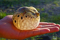 Freshwater pufferfish (Pao sp) inflated on hand. Belitung, Sumatra, Indonesia. Sequence 2/2