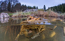 Split level view of Common toads (Bufo bufo) in a pond during the mating season at spring, Ain, Alps, France, April.
