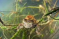 Common toads (Bufo bufo) mating pair swimming underwater in lake, Ain, Alps, France, April.