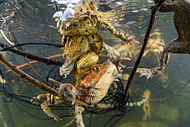Mating ball of Common toads (Bufo bufo) in a pond, Ain, Alps, France, April.
