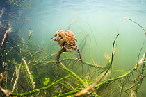 Common toads (Bufo bufo) mating pair swimming underwater in a lake. Ain, Alps, France, April.