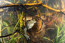 Underwater view of Common toad (Bufo bufo) pair mating and egg laying at the bottom of lake, Ain, Alps, France, April.