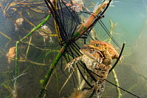 Underwater view of Common toad (Bufo bufo) pair mating and egg laying at the bottom of lake, Ain, Alps, France, April.