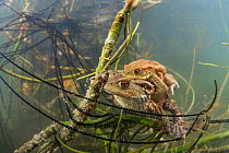 Underwater view of Common toad (Bufo bufo) pair mating and egg laying at the bottom of a lake. Ain, Alps, France, April.