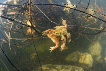 Underwater view of Common toad (Bufo bufo) pair mating and egg laying at the bottom of a lake. Ain, Alps, France, April.