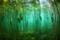 School of Perch (Perca fluviatilis) amongst Water lilies (Nuphar lutea) lit by the sun&#39;s rays, Lake Bourget, Alps, Savoie, France, June.