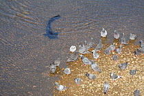 Wels catfish (Silurus glanis) hunting pigeon on the shore, Tarn, River Tarn, Albi, France