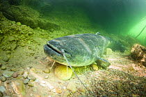Giant wels catfish (Silurus glanis) sitting on the bottom of a river.  Rio Ebro, Spain.