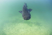 Wels catfish (Silurus glanis) swimming in the river Rhone, France.