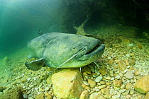 Giant wels catfish (Silurus glanis) sitting on the bottom of a river. Rio Ebro, Spain.