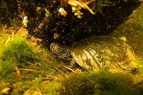 European pond turtle (Emys orbicularis) underwater on the bottom of a pond. Isere, Cremieu, France, April.