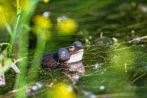 Edible frog (Pelophylax kl. esculentus) singing in a pond, in spring. Isere, Cremieu, France, April.