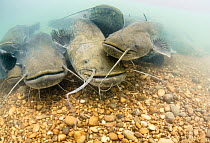 Group of Wels catfish (Silurus glanis) gathering on the bottom of the River Rhone, France. June.
