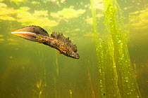 Northern crested newt (Triturus cristatus) male underwater in a pond, during the mating season. Isere, Cremieu, France, April.