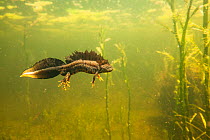 Northern crested newt (Triturus cristatus) male underwater in a pond, during the mating season. Isere, Cremieu, France