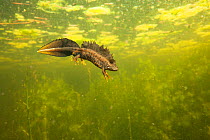 Northern crested newt (Triturus cristatus) male underwater in a pond, during the mating season. Isere, Cremieu, France, April.