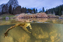 Split level view of Common toad male (Bufo bufo) waiting for a female during the mating season in lake, Ain, Alps, France. April.