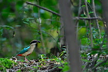 Fairy pitta (Pitta nympha), sitting on the ground in the forest with an insect in its beak, Guangshui, Hubei province, China, July.