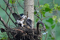 Chinese Sparrowhawk (Accipiter soloensis) chicks in nest, Guangshui, Hubei province, China, July.