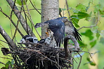 Chinese Sparrowhawk (Accipiter soloensis) flying from its nest with three chicks, Guangshui, Hubei province, China, July.