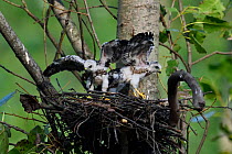 Chinese Sparrowhawk (Accipiter soloensis) chicks at the nest with wings spread, Guangshui, Hubei province, China, July.