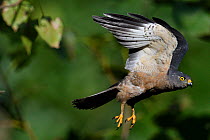 Chinese Sparrowhawk (Accipiter soloensis) flying Guangshui, Hubei province, China, July.