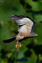 Chinese Sparrowhawk (Accipiter soloensis) flying Guangshui, Hubei province, China. July.