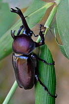 Japanese Rhinoceros beetle (Allomyrina dichotoma dichotoma) male, Guangshui, Hubei province, China. July.