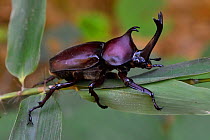 Japanese Rhinoceros beetle (Allomyrina dichotoma dichotoma) male, Guangshui, Hubei province, China. July.