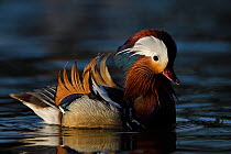 Mandarin duck (Aix galericulata) male displaying on water in the Beijing area, China, May.
