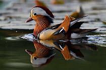 Mandarin duck (Aix galericulata) male swimming on water in the Beijing area, China, May.